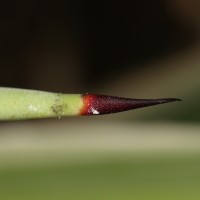 Agave angustifolia Haw.